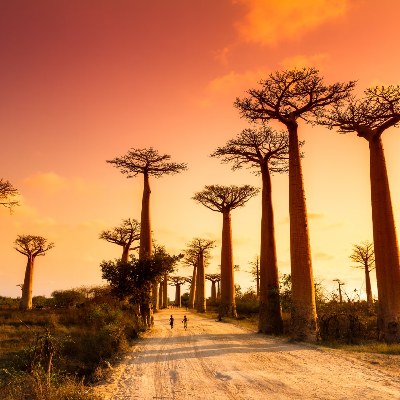 Avenue of the Baobabs