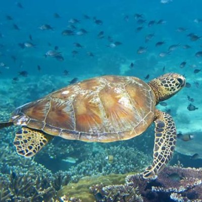 Snorkeling in Isla Tortuga