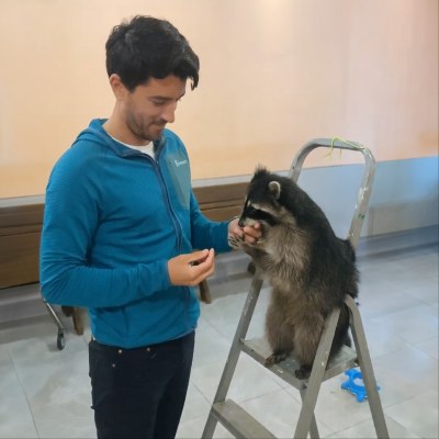 Feed a Raccoon