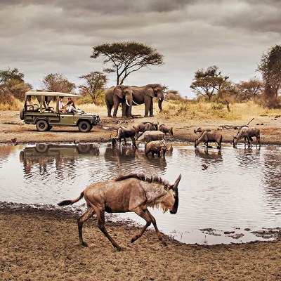 African Safari