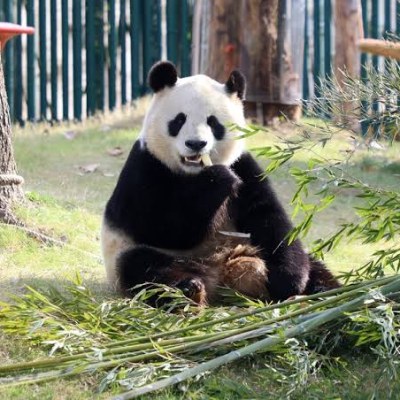 Watch Giant Pandas
