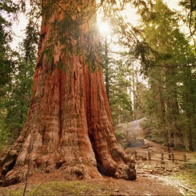 Sequoia National Monument